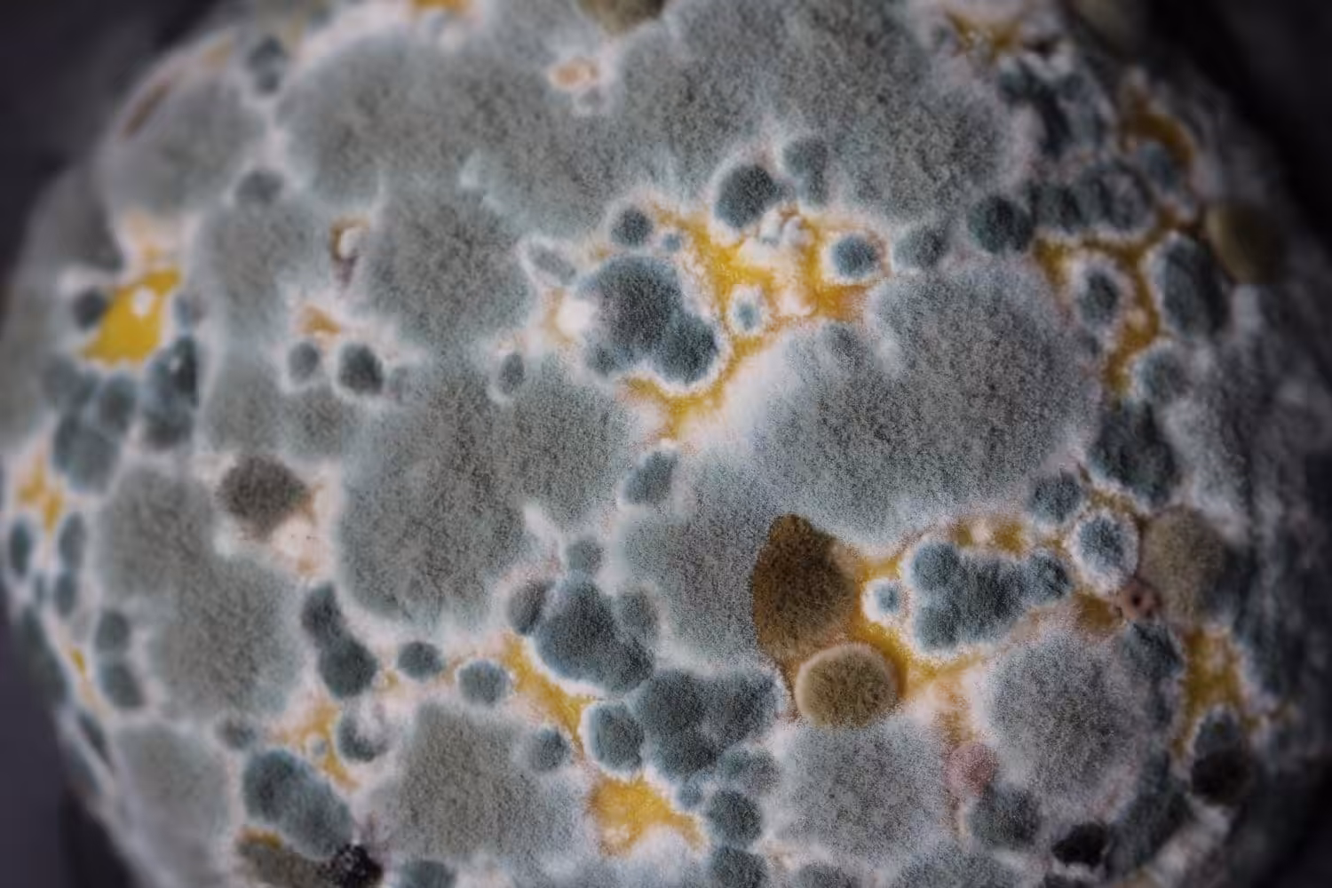 What Causes Mold and How to Remove It for Good