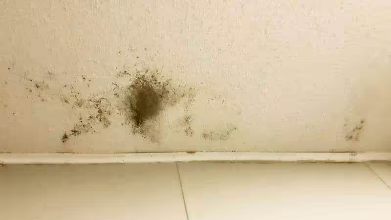 Is Black Mold Dangerous? What It Actually Does to Your Health