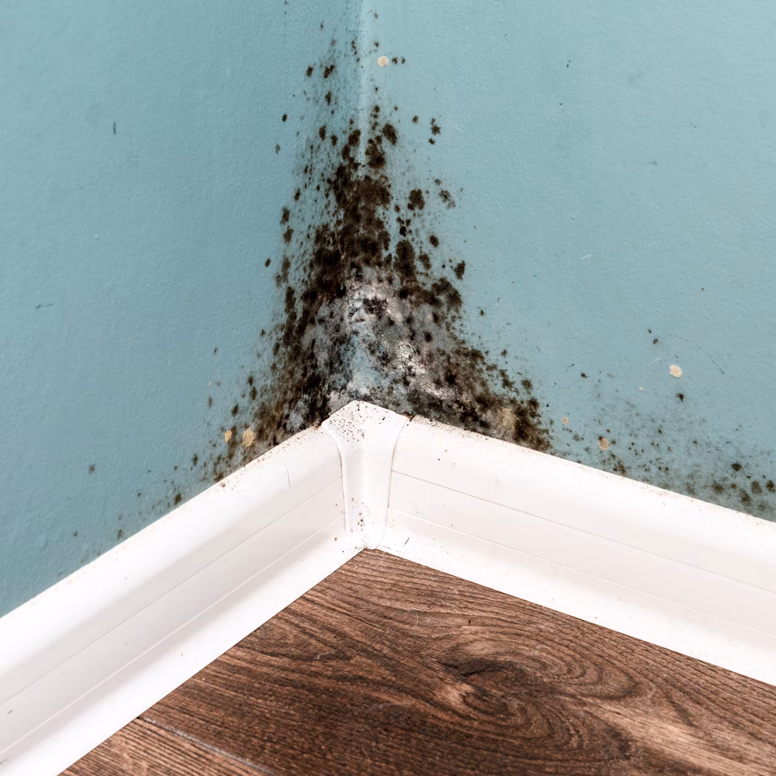 Should I Buy a House with Mold?
